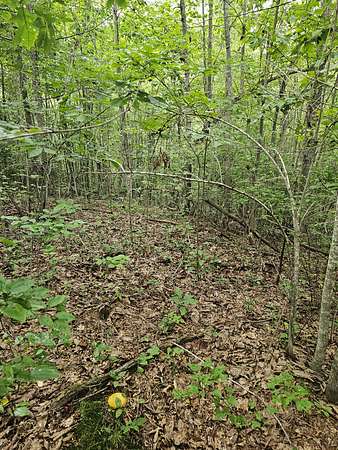 30 Acres of Recreational Land & Farm for Sale in Coalmont, Tennessee