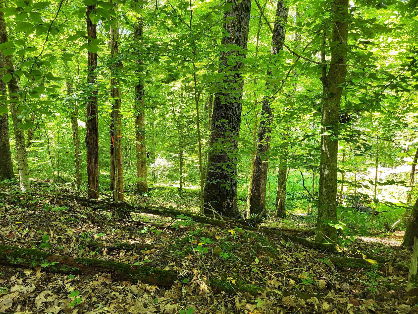 7.6 Acres of Residential Land for Sale in Dover, Tennessee