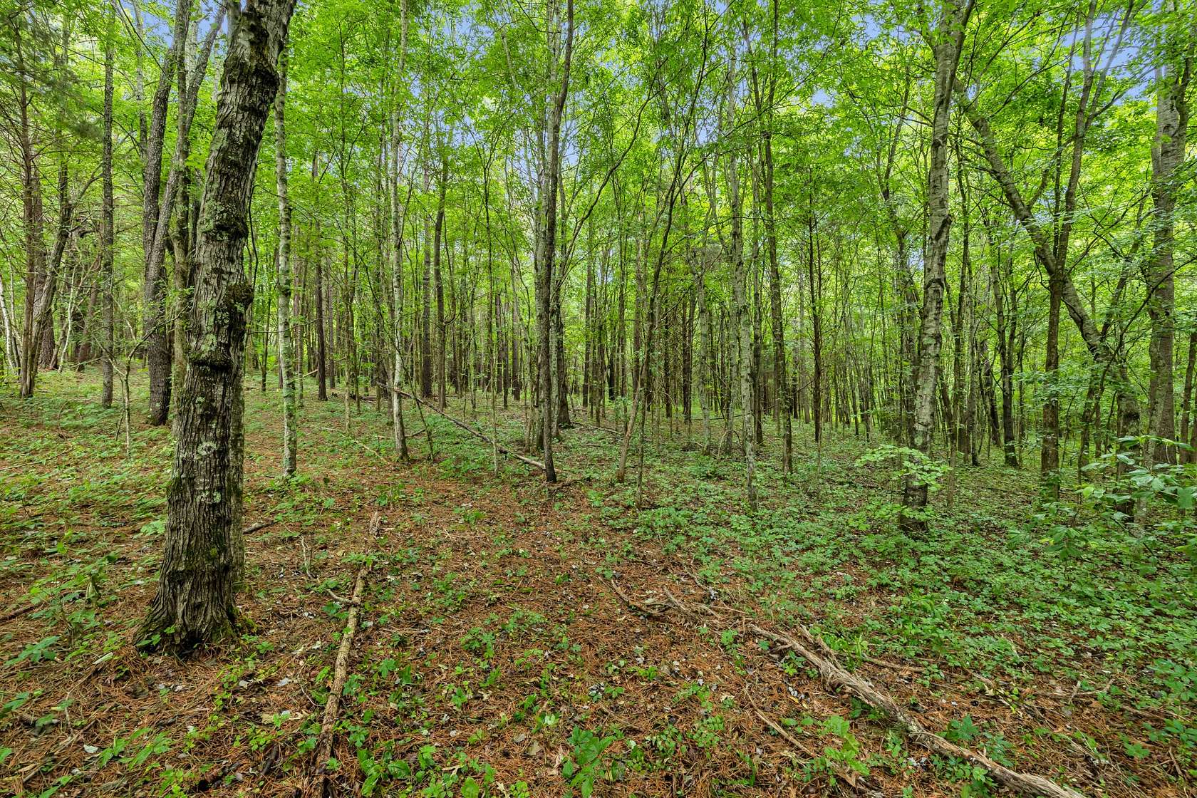 5.49 Acres of Residential Land for Sale in Bon Aqua, Tennessee