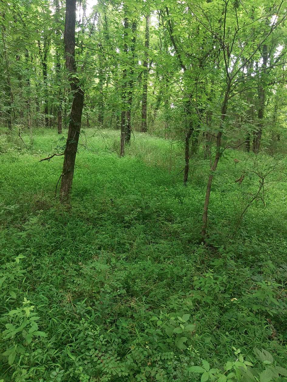 28 Acres of Land for Sale in Ardmore, Tennessee