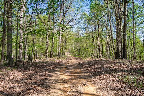 23.6 Acres of Recreational Land for Sale in Lynnville, Tennessee