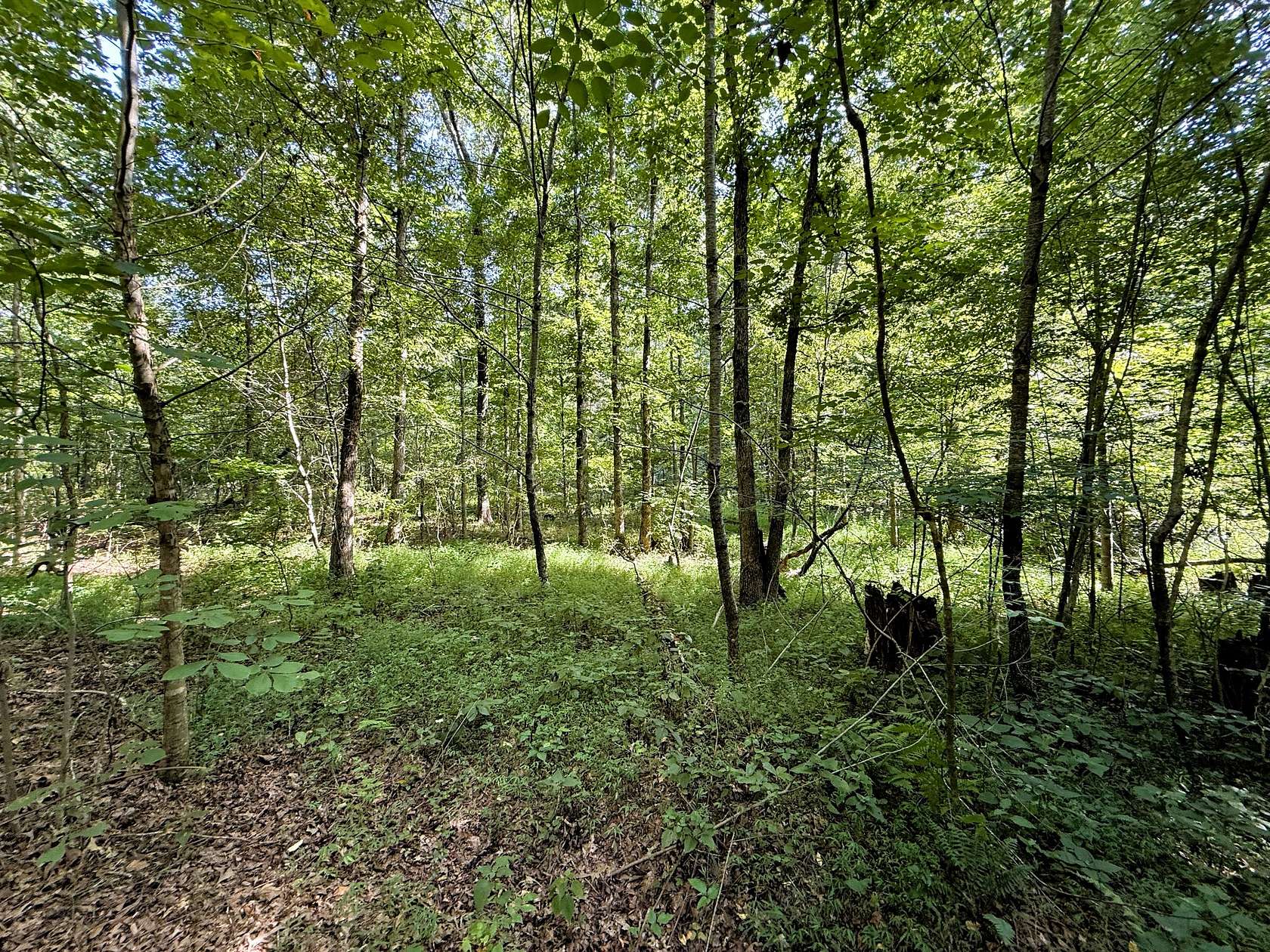 15 Acres of Land for Sale in Summertown, Tennessee