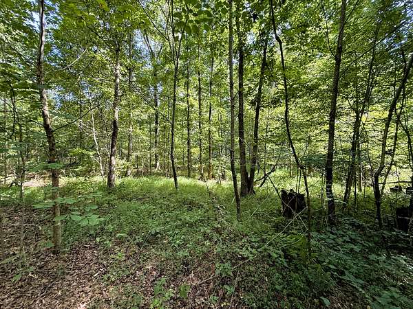 15 Acres of Land for Sale in Summertown, Tennessee