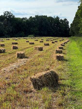 72.1 Acres of Recreational Land & Farm for Sale in Westmoreland, Tennessee