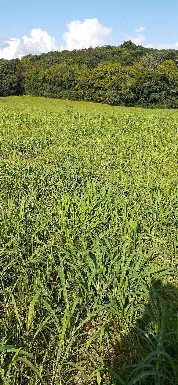 10.9 Acres of Land for Sale in Shelbyville, Tennessee