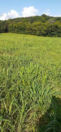 10.9 Acres of Land for Sale in Shelbyville, Tennessee