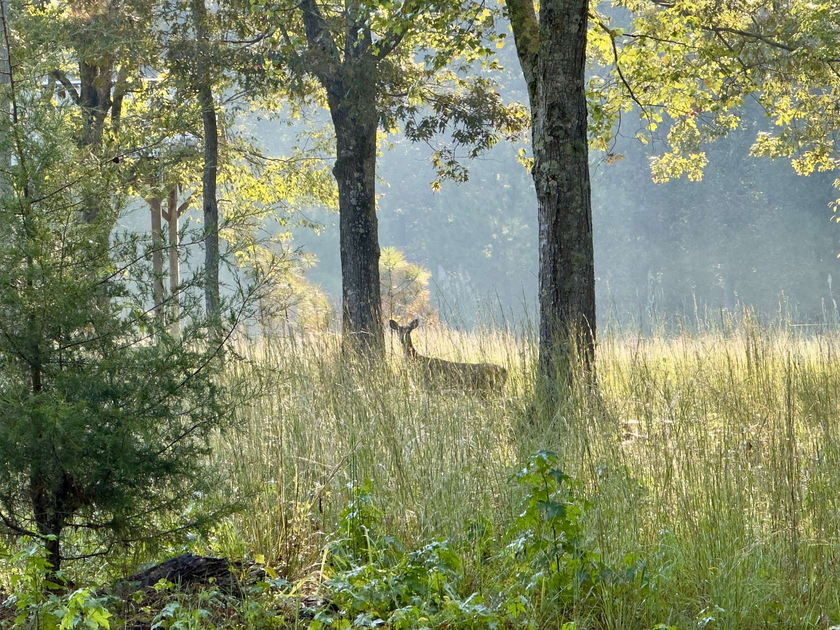 3 Acres of Residential Land with Home for Sale in Summertown, Tennessee
