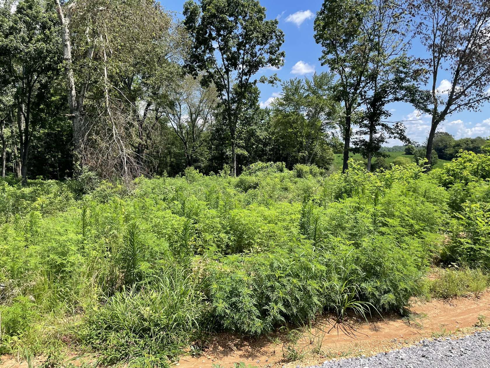 0.95 Acres of Residential Land for Sale in Summertown, Tennessee