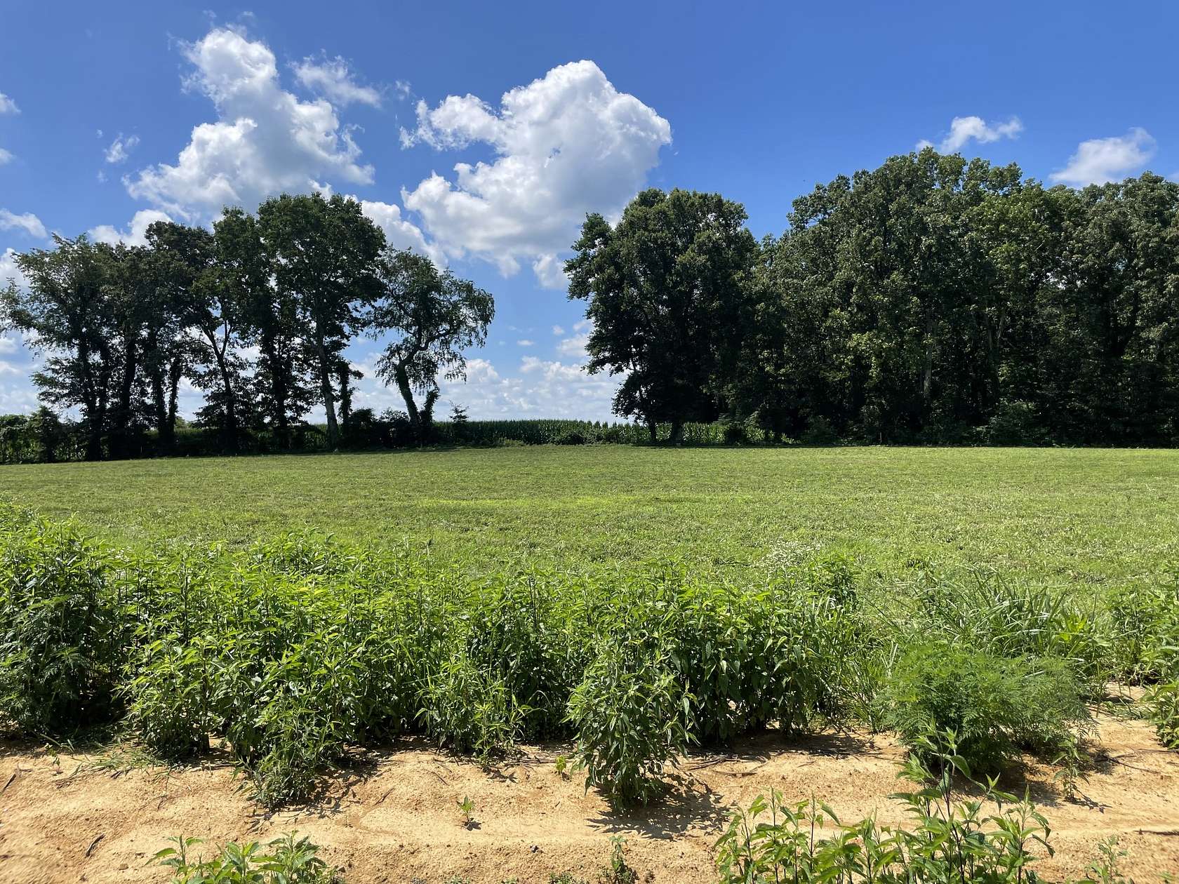 0.91 Acres of Residential Land for Sale in Summertown, Tennessee