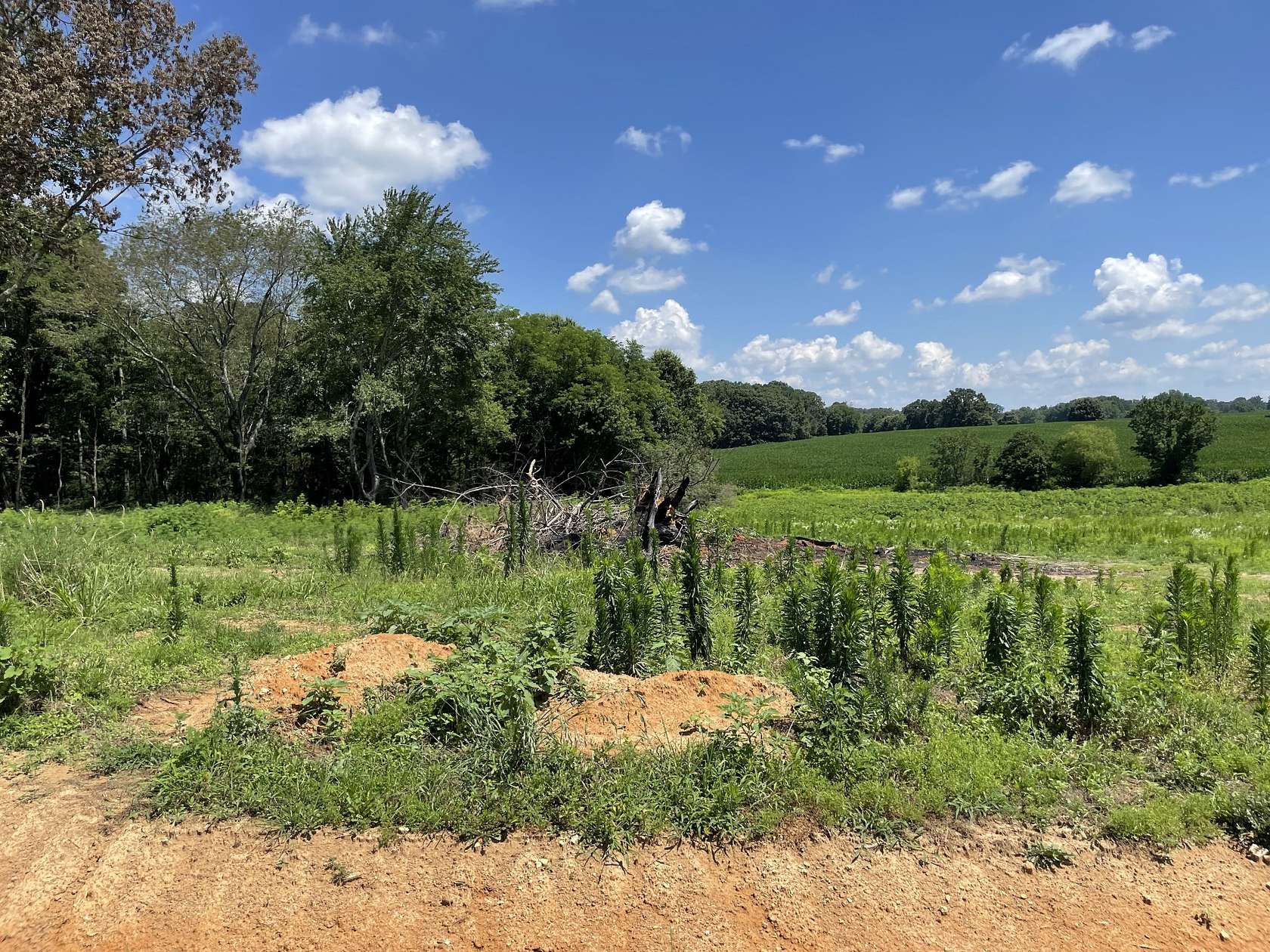 1.23 Acres of Residential Land for Sale in Summertown, Tennessee