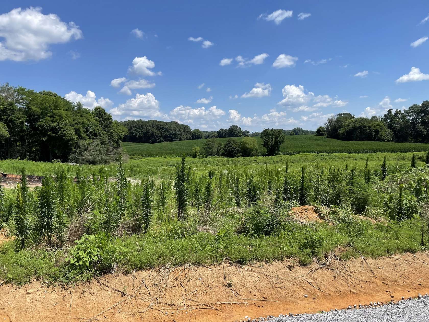 1.14 Acres of Residential Land for Sale in Summertown, Tennessee