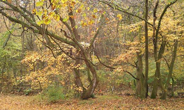 5 Acres of Mixed-Use Land for Sale in Franklin, Tennessee