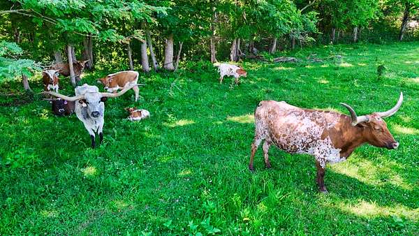 37 Acres of Agricultural Land for Sale in Shelbyville, Tennessee