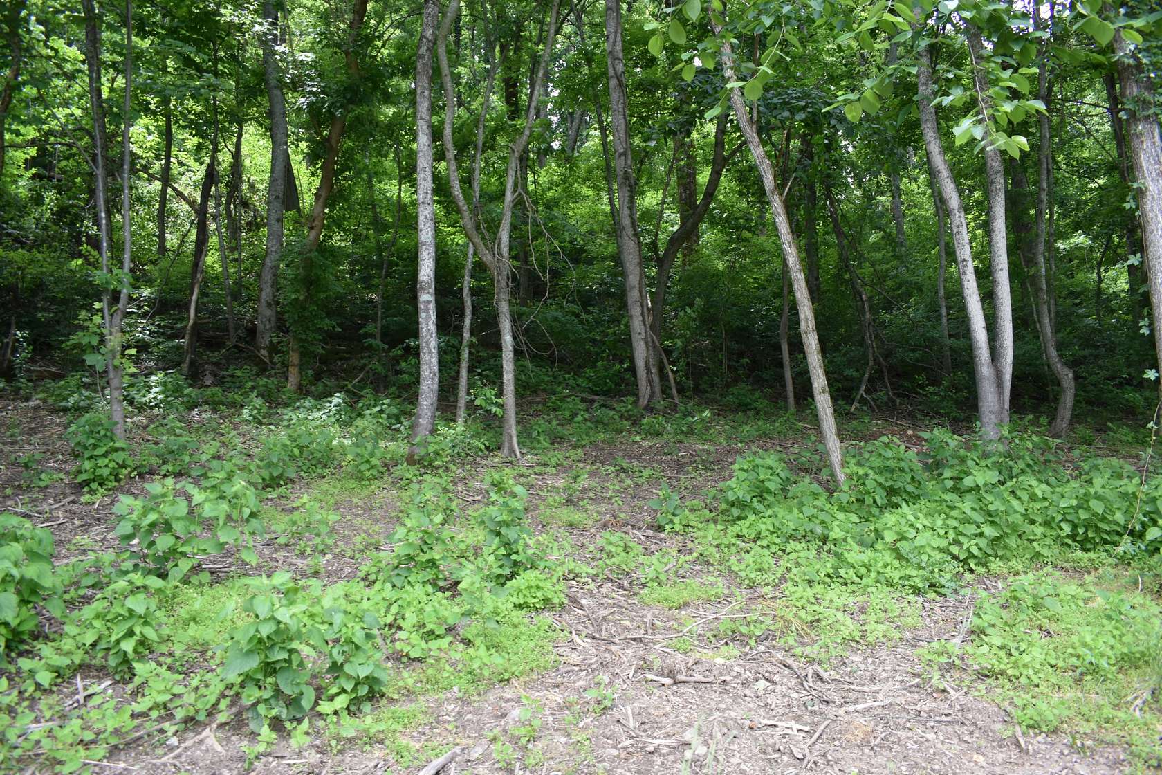 1 Acre of Residential Land for Sale in Carthage, Tennessee