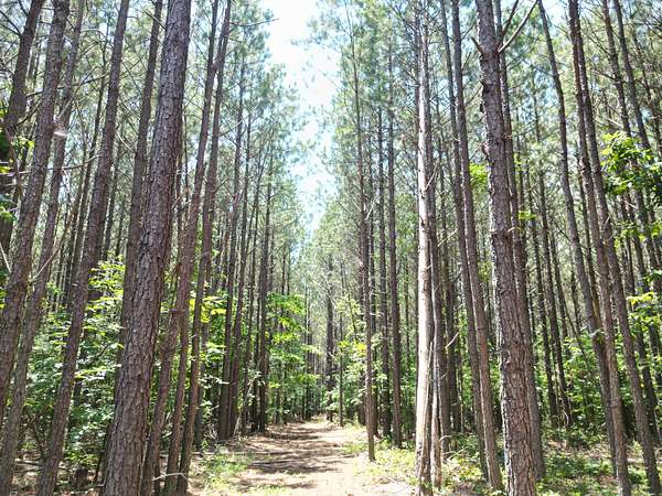 12.5 Acres of Recreational Land for Sale in Hohenwald, Tennessee