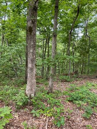 2 Acres of Residential Land for Sale in Big Sandy, Tennessee