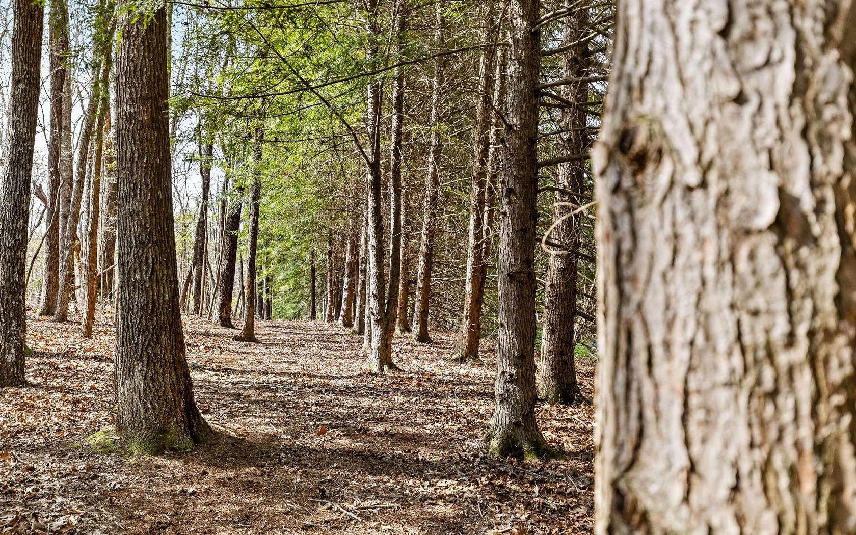 8.38 Acres of Residential Land for Sale in Signal Mountain, Tennessee