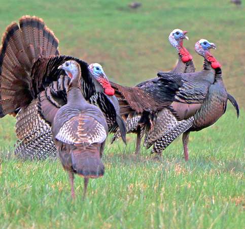 345 Acres of Recreational Land for Sale in Vanleer, Tennessee