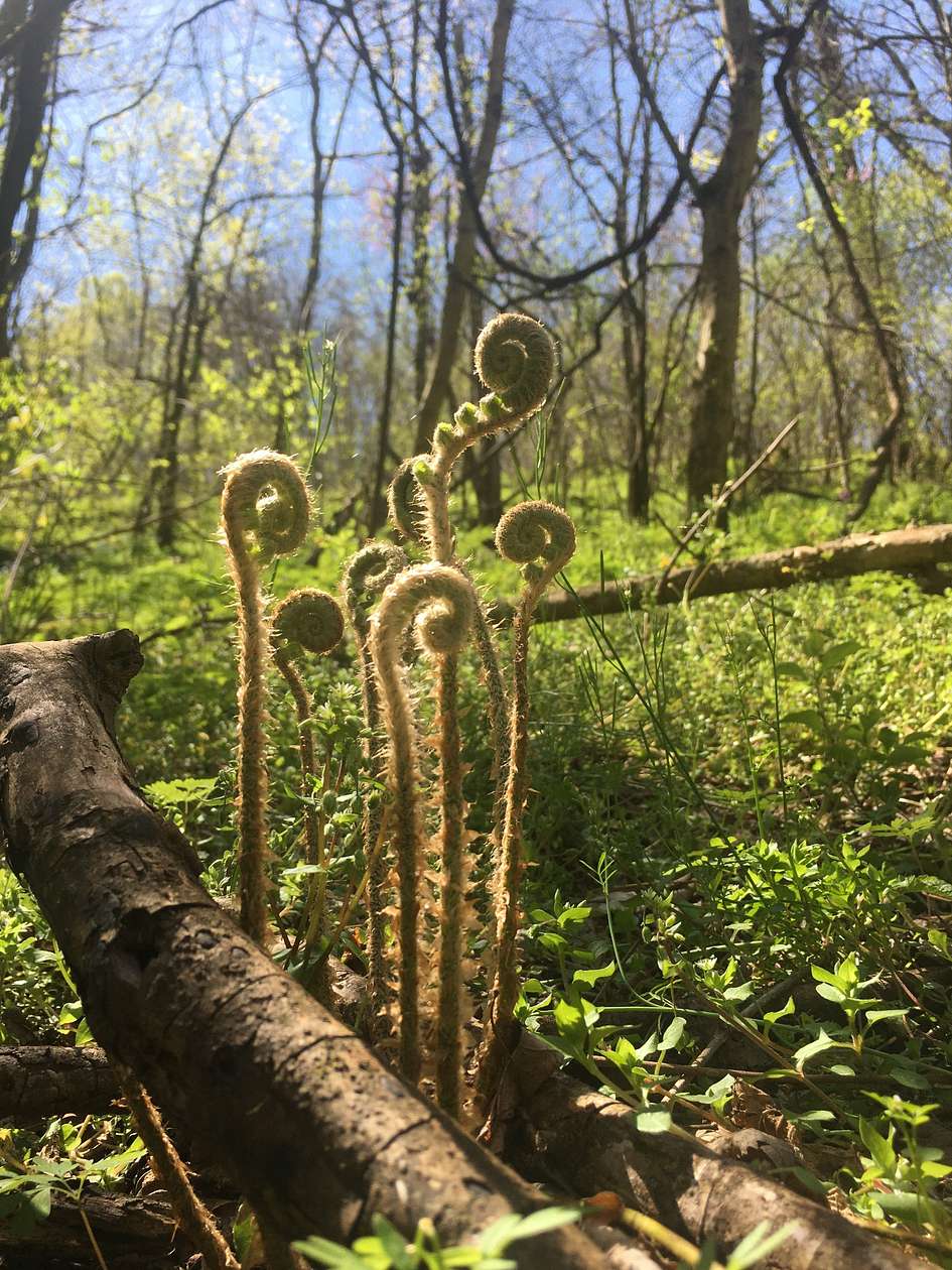 27 Acres of Recreational Land for Sale in Smithville, Tennessee