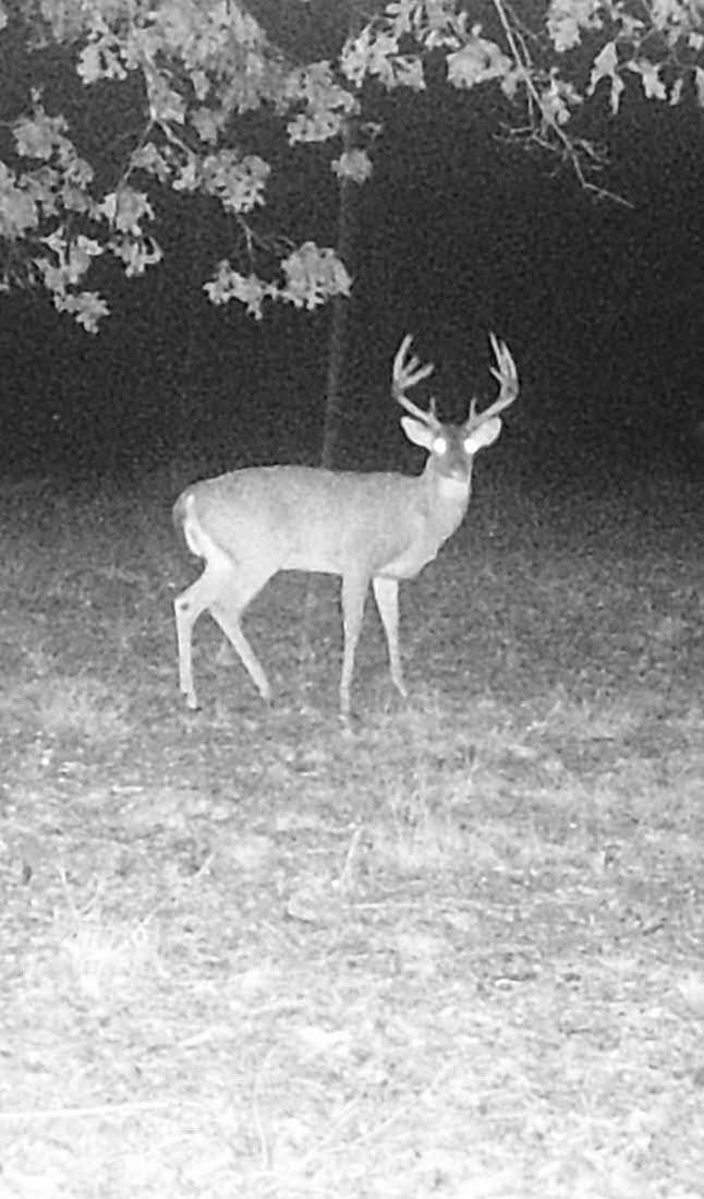 253 Acres of Recreational Land for Sale in Linden, Tennessee