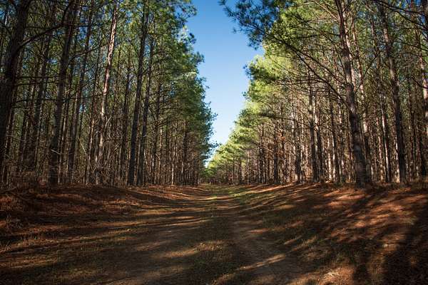 1,419 Acres of Recreational Land for Sale in Centerville, Tennessee