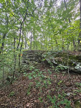 54.9 Acres of Recreational Land for Sale in Gruetli-Laager, Tennessee