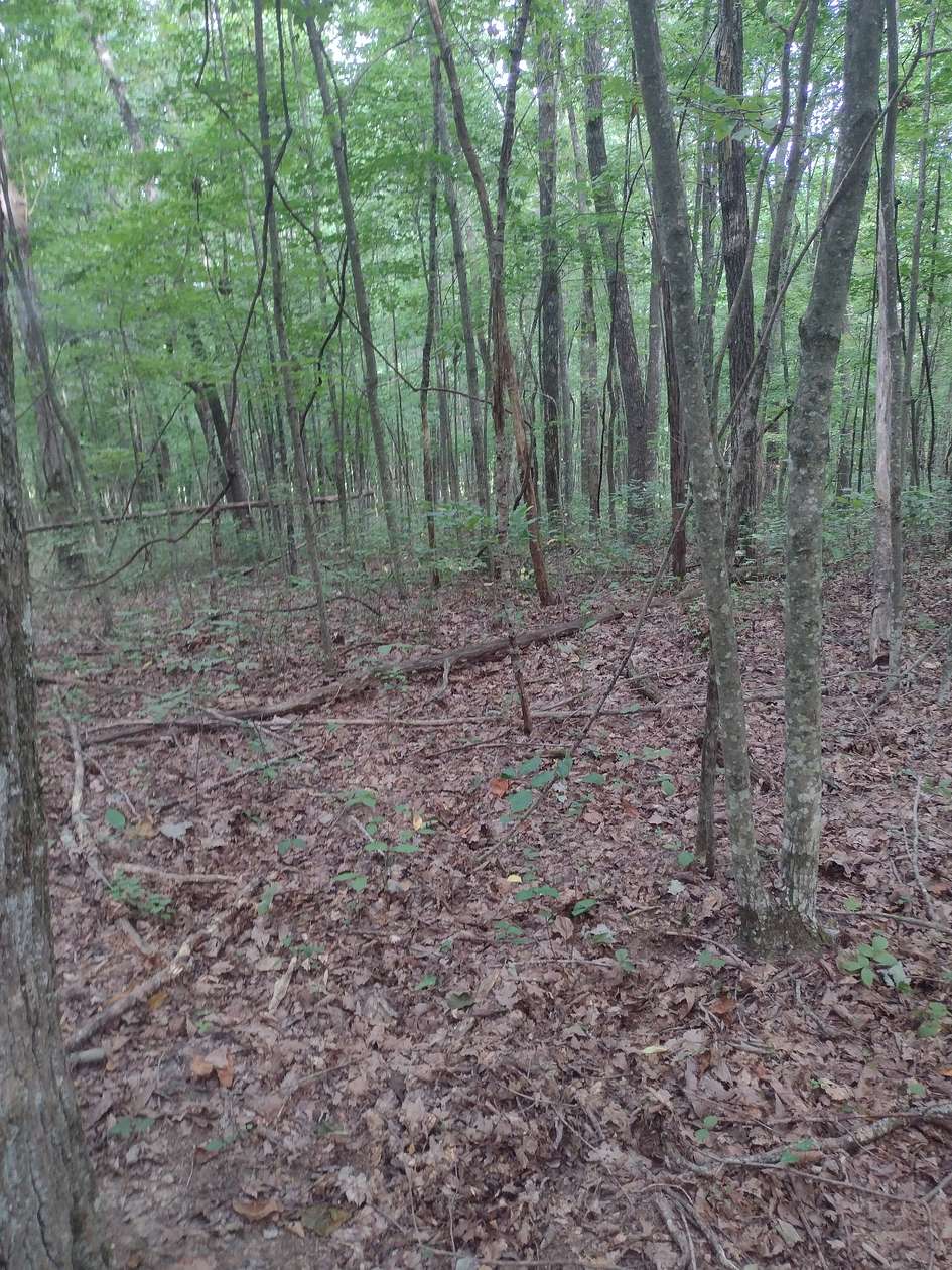 36 Acres of Recreational Land for Sale in Gruetli-Laager, Tennessee