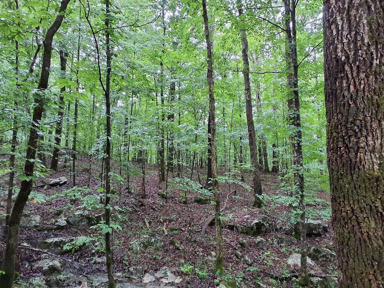 92.2 Acres of Recreational Land for Sale in Sherwood, Tennessee