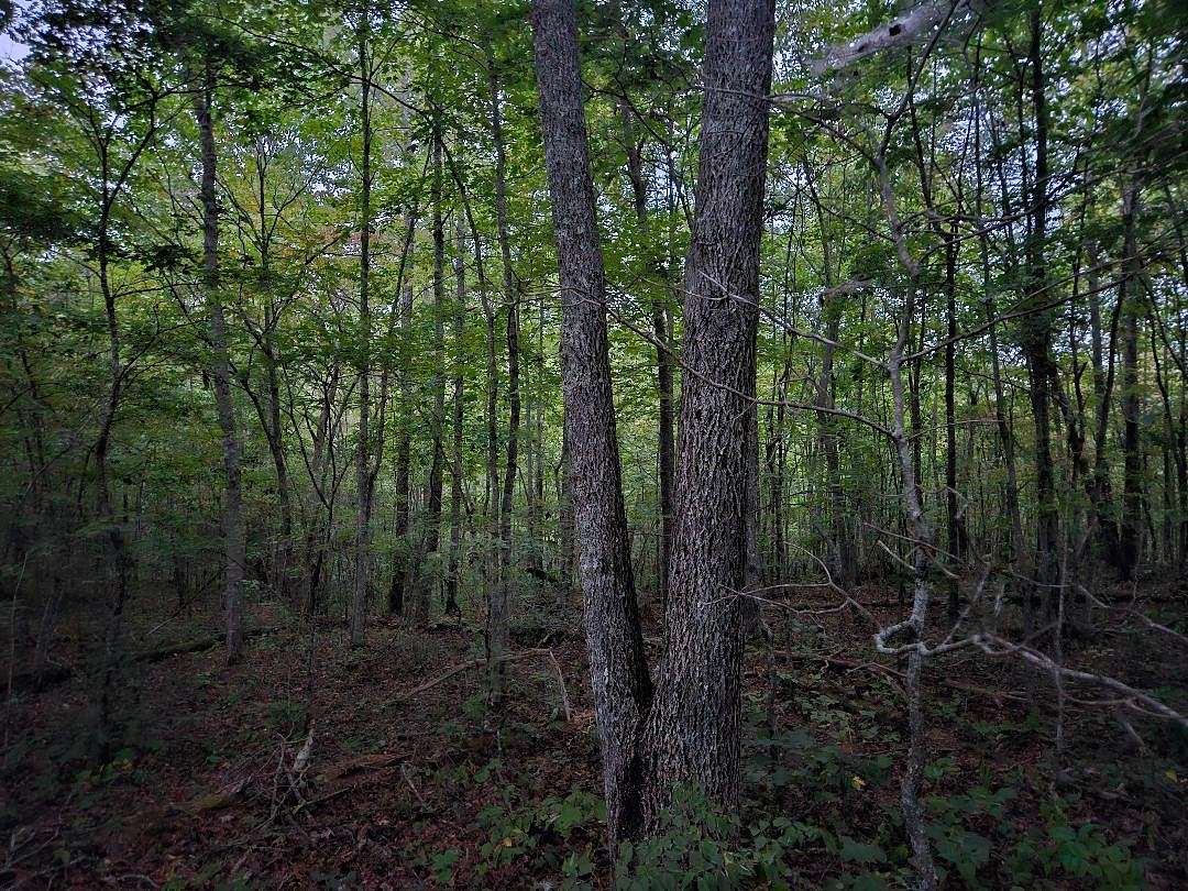 65 Acres of Recreational Land for Sale in Wilder, Tennessee
