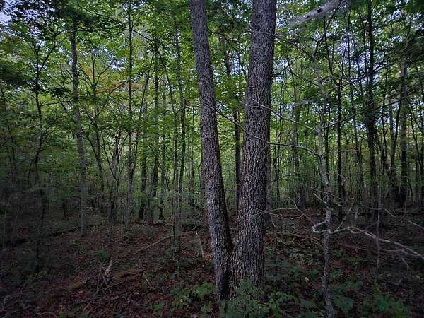 65 Acres of Recreational Land for Sale in Wilder, Tennessee