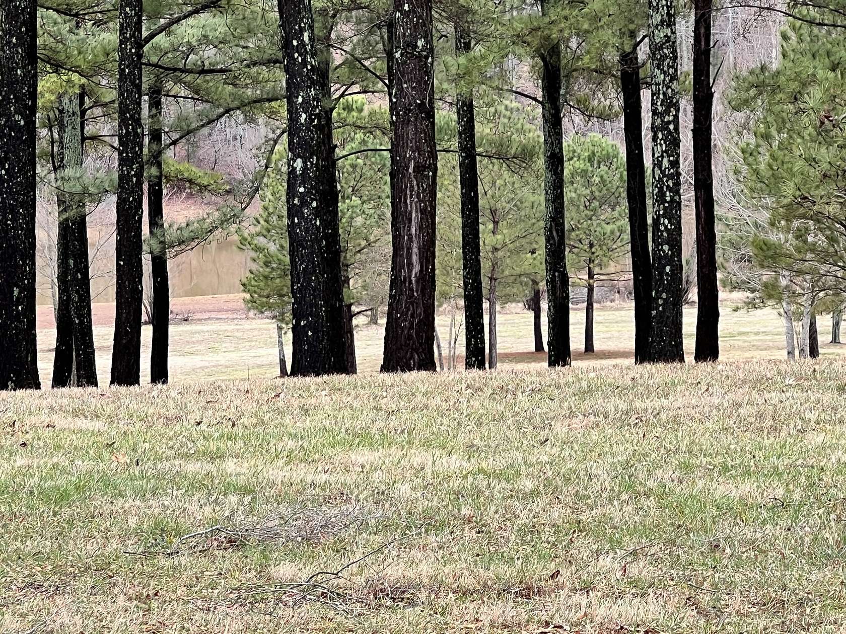 Residential Land for Sale in Winchester, Tennessee