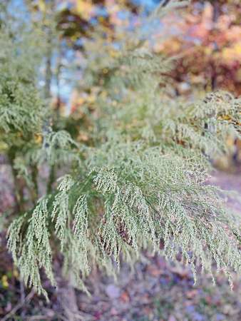 3 Acres of Residential Land for Sale in McEwen, Tennessee