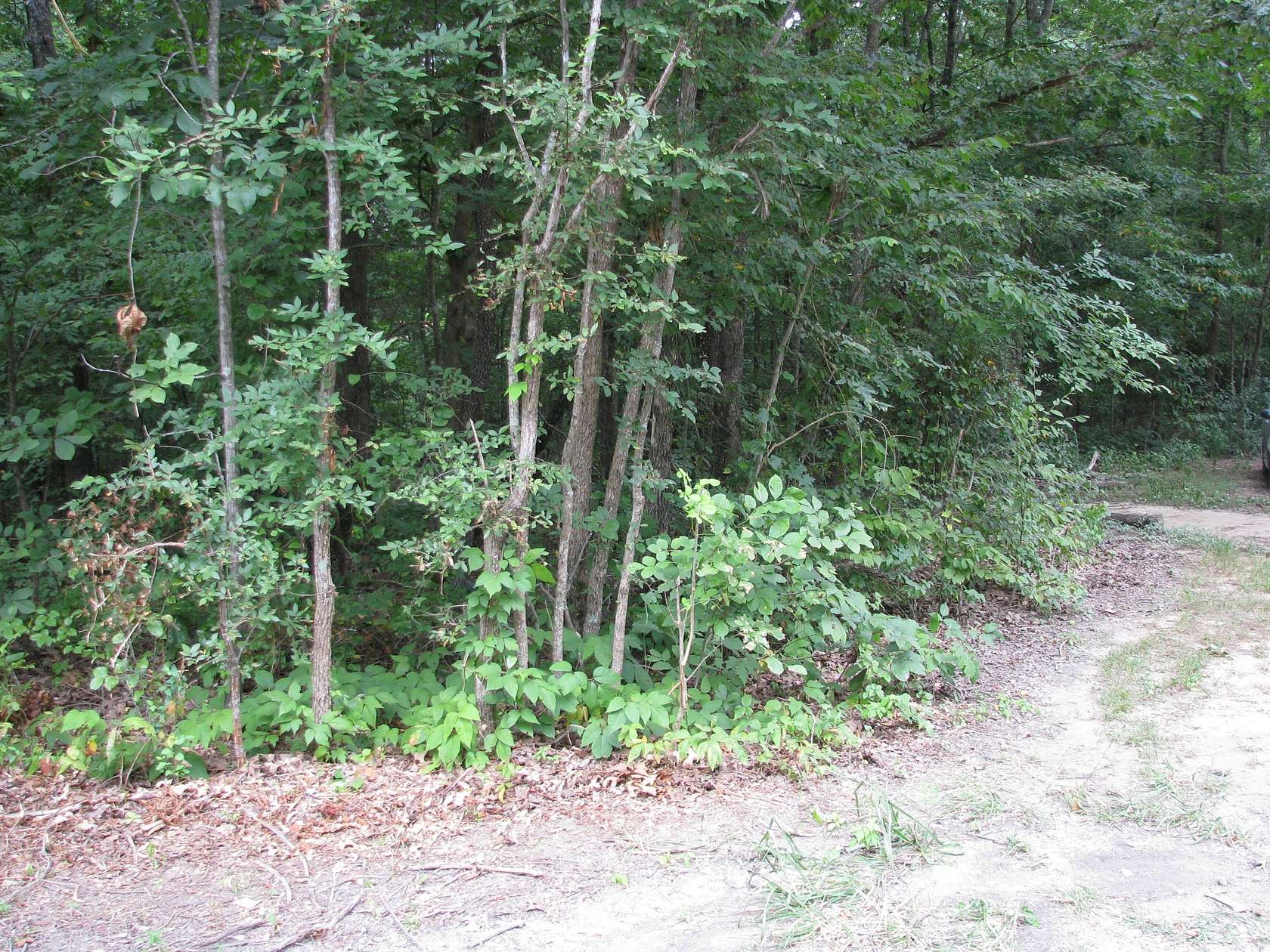 0.54 Acres of Residential Land for Sale in Waverly, Tennessee