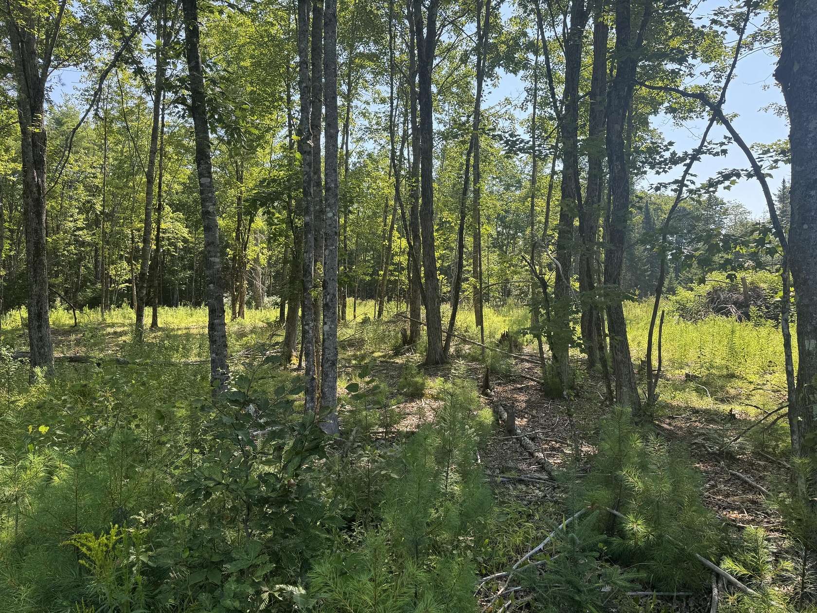 19 Acres of Land for Sale in Appleton, Maine