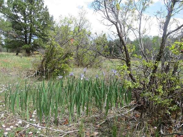3.1 Acres of Residential Land for Sale in Pagosa Springs, Colorado