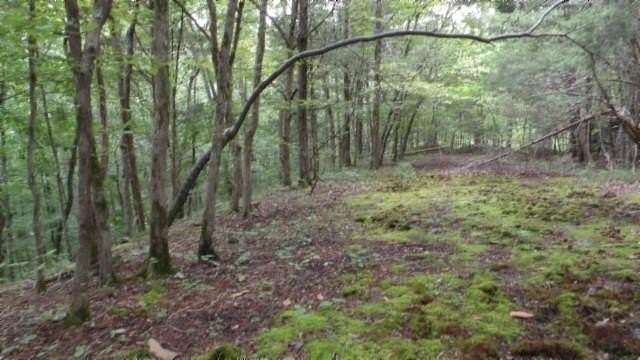 2.64 Acres of Residential Land for Sale in Celina, Tennessee