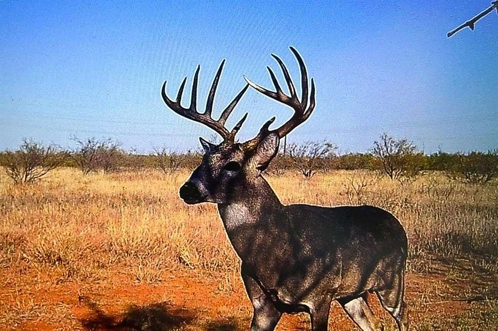 52 Acres of Agricultural Land for Sale in Paducah, Texas