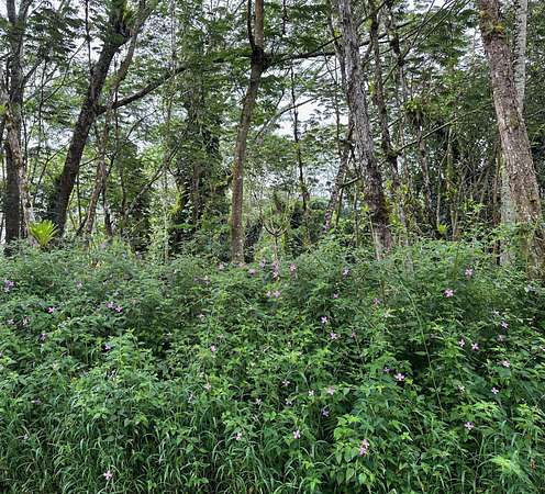 0.36 Acres of Residential Land for Sale in Volcano, Hawaii