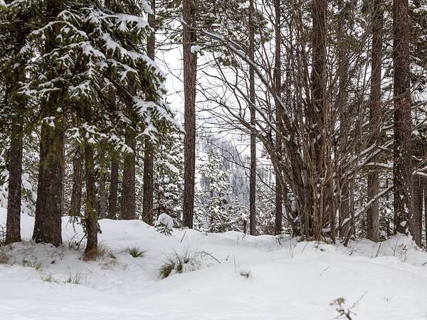 0.45 Acres of Residential Land for Sale in Whitefish, Montana