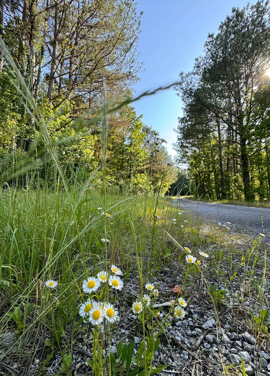 40 Acres of Recreational Land for Sale in Hamilton, Alabama