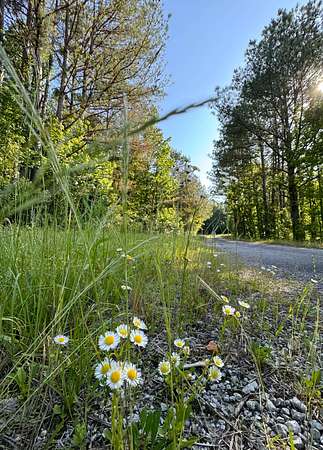 40 Acres of Recreational Land for Sale in Hamilton, Alabama