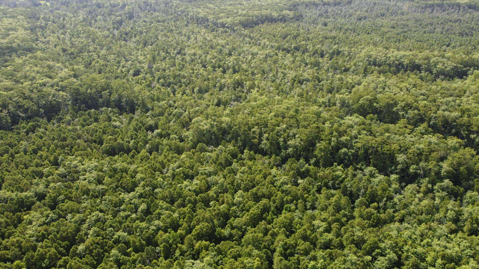 175 Acres of Recreational Land & Farm for Sale in Maurepas, Louisiana