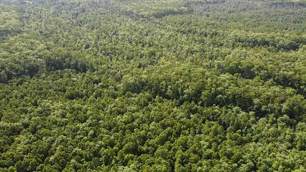 175 Acres of Recreational Land & Farm for Sale in Maurepas, Louisiana