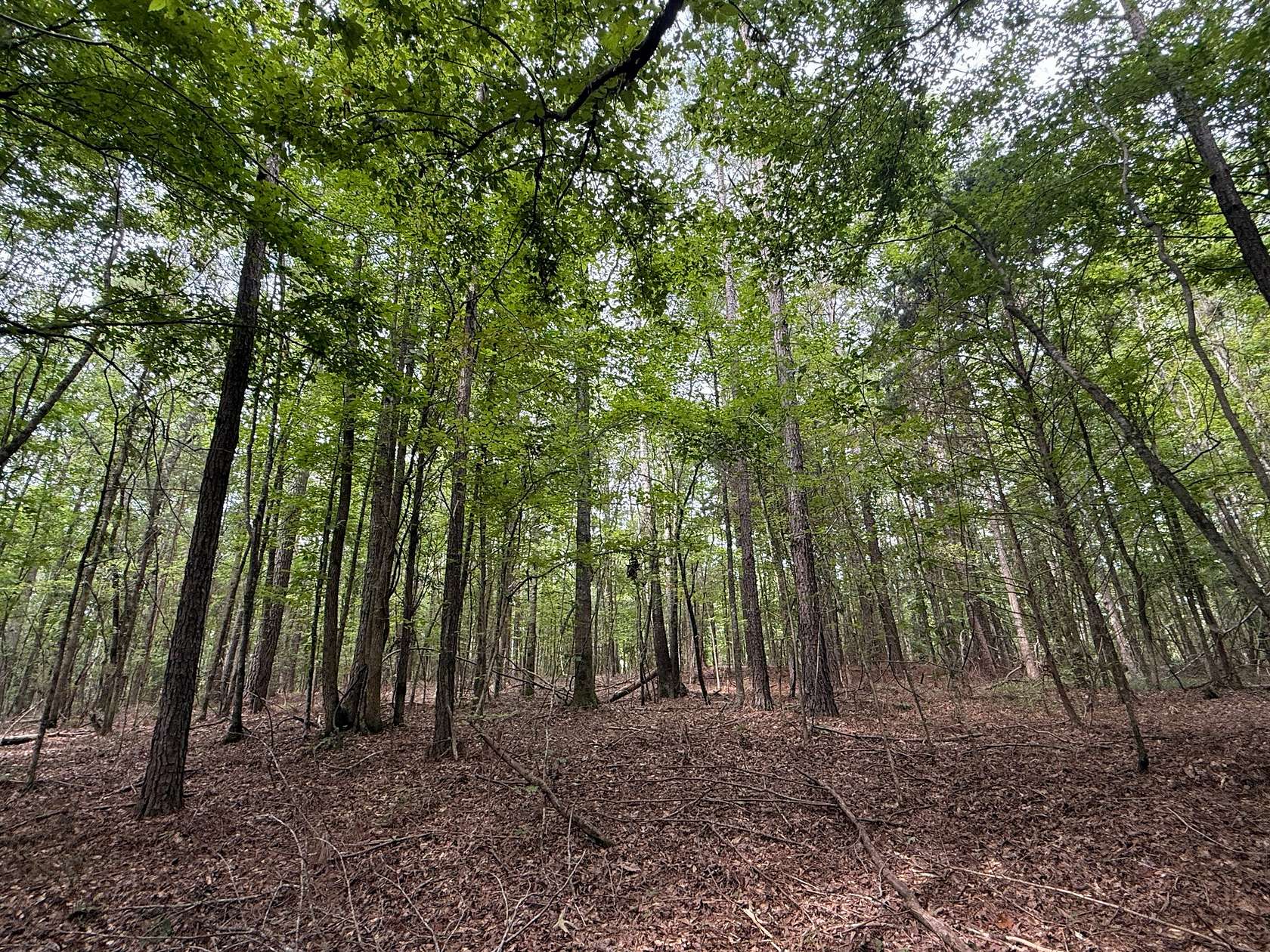 52 Acres of Recreational Land for Sale in Ethelsville, Alabama