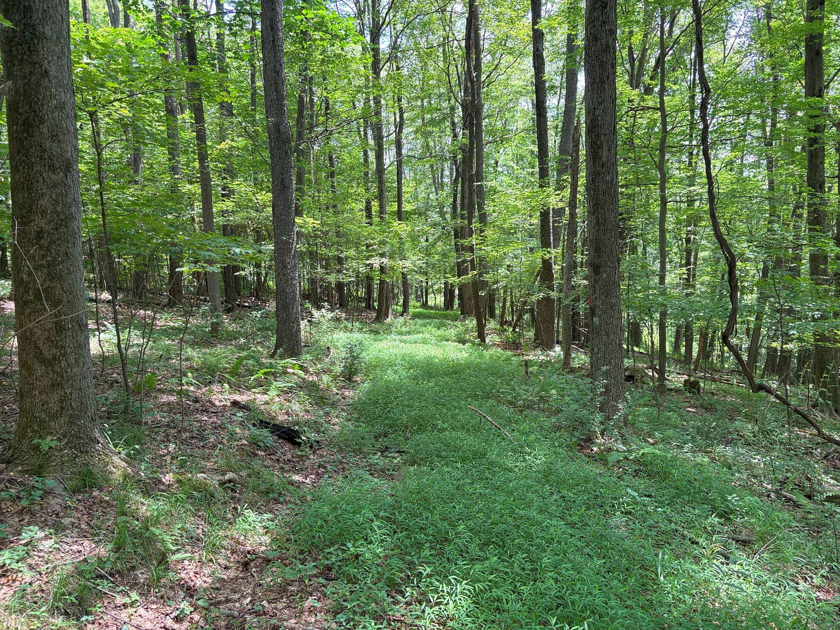 83 Acres of Recreational Land for Sale in Boswell, Pennsylvania