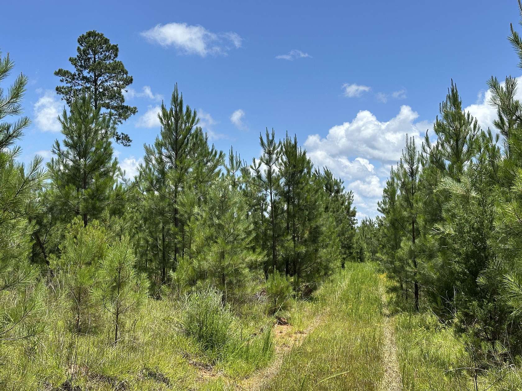 86 Acres of Recreational Land for Sale in Edgefield, South Carolina