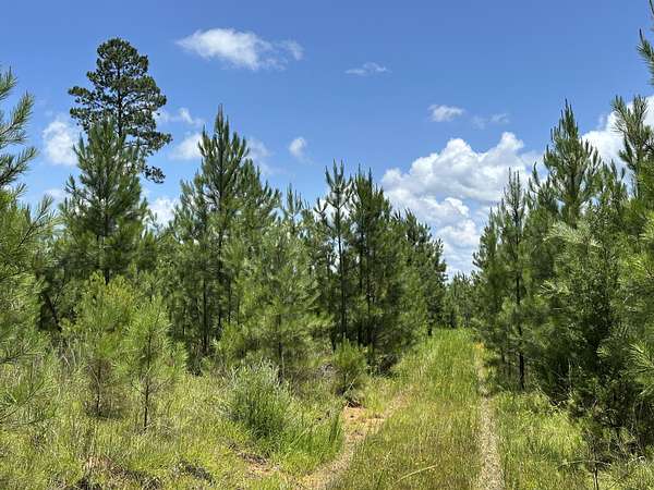 86 Acres of Recreational Land for Sale in Pleasant Lane, South Carolina