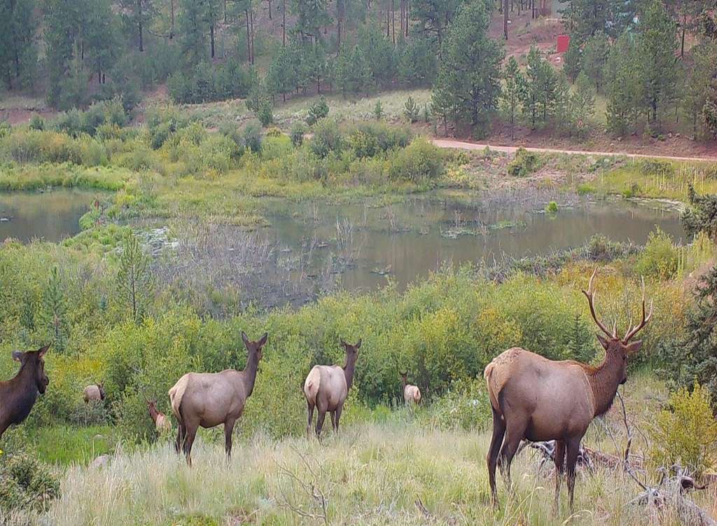 40 Acres of Recreational Land for Sale in Florissant, Colorado