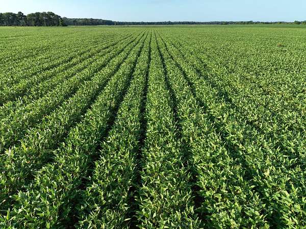 37 Acres of Agricultural Land for Sale in Lambert, Mississippi