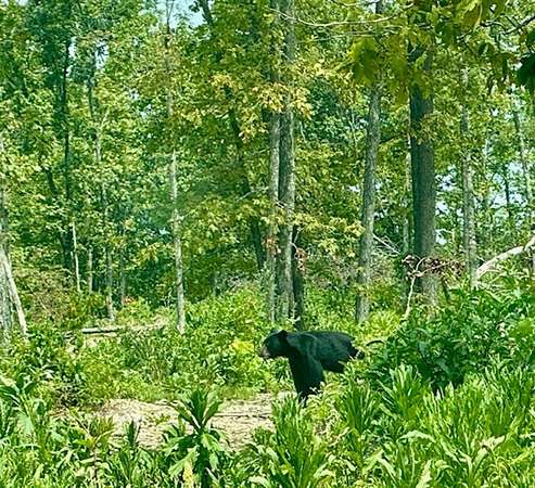 190 Acres of Recreational Land for Sale in Ava, Missouri